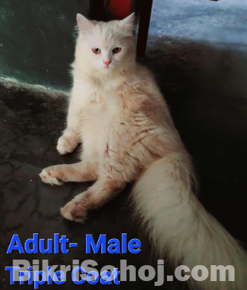 Cute persian for sell